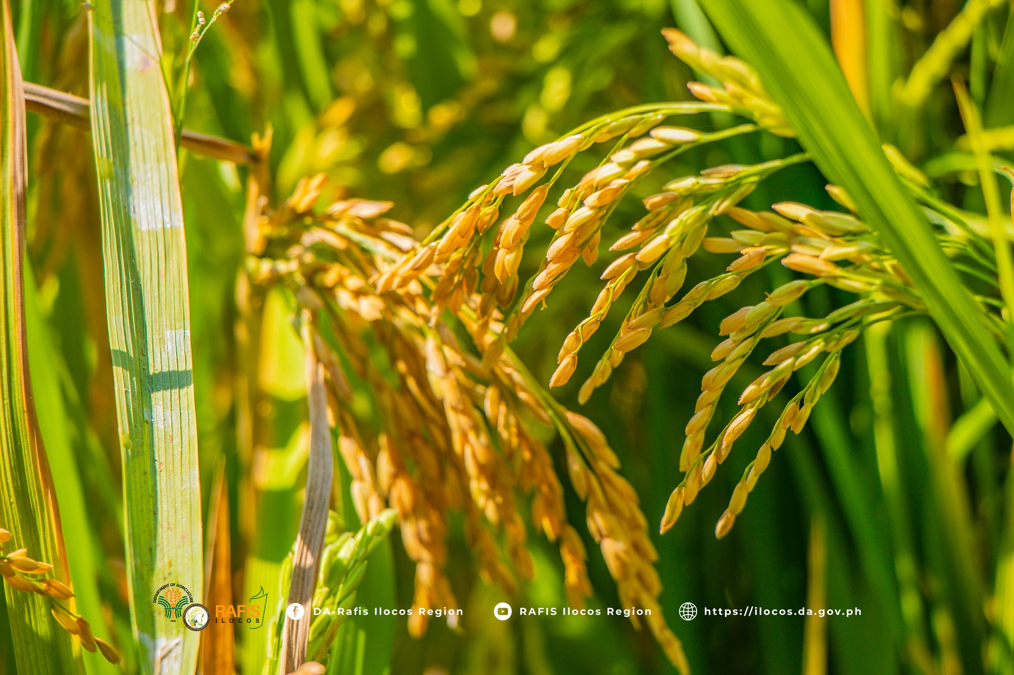 Provincial Rice Technology forum yields results; top performing rice varieties showcased among farmers