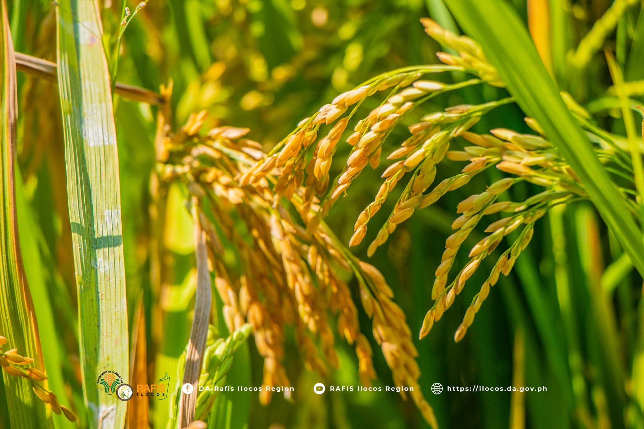 Provincial Rice Technology Forum Yields Results Top Performing Rice